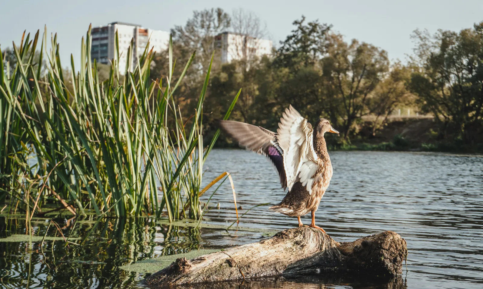 Assessing Urbanization's Role in Wildlife Habitat Loss and Conservation Efforts